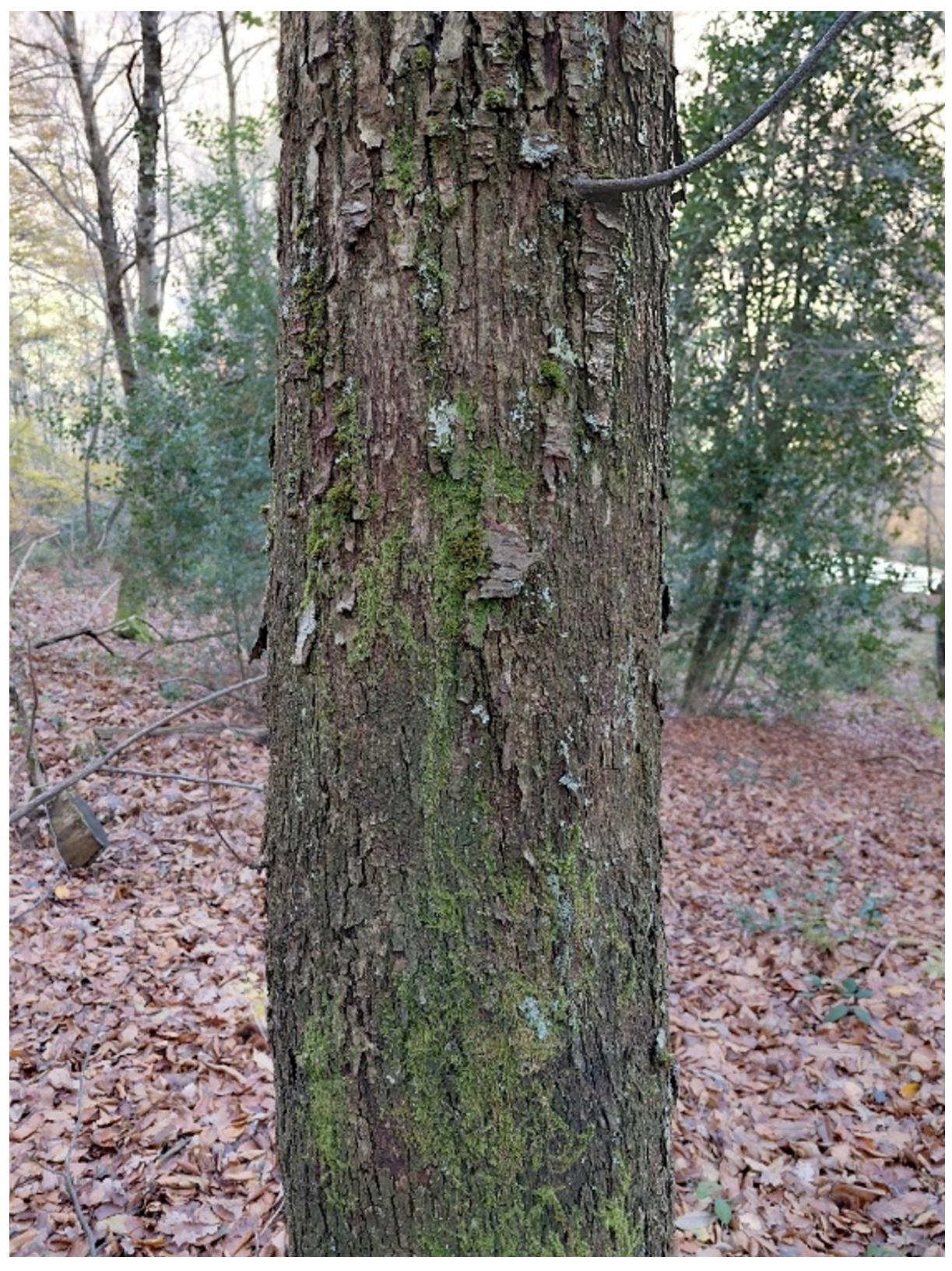 Onddo hipobirulentoa duen gaztainondoa. Zauria orbaindu egin du eta berregin egin ditu kaltetutako ehunak. 