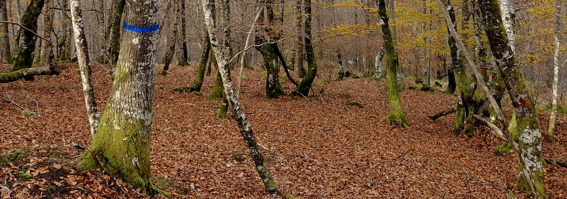 Zuhaitz-markaketa gaztainadian