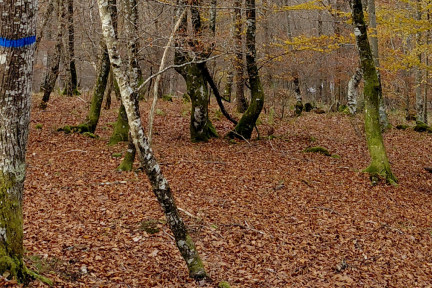 Zuhaitz-markaketa gaztainadian